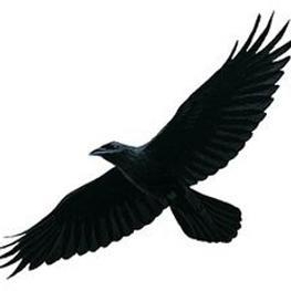 Raven Avatar